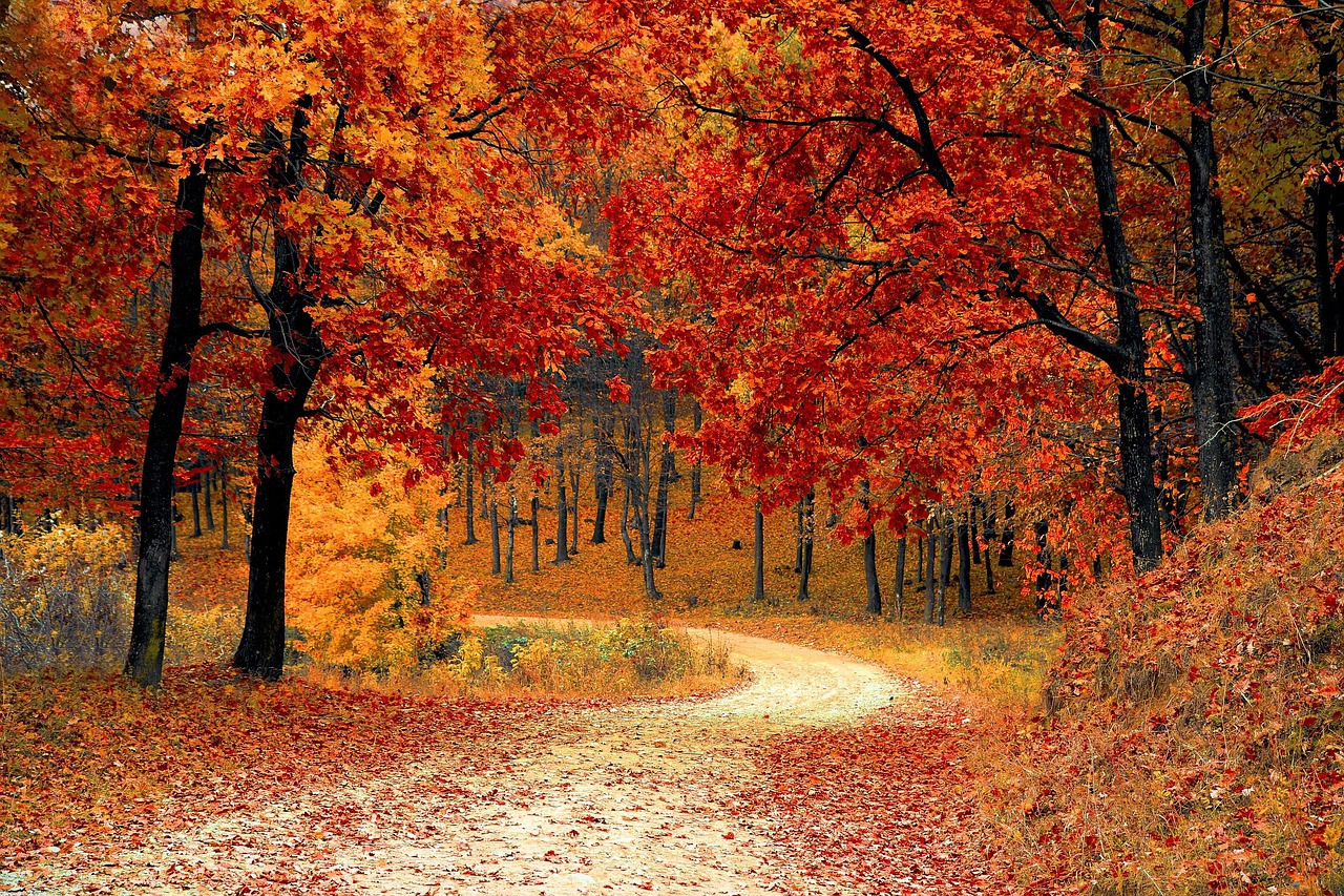 Title: Autumn in Seoraksan: A Tapestry of Color Through a Local's Eyes