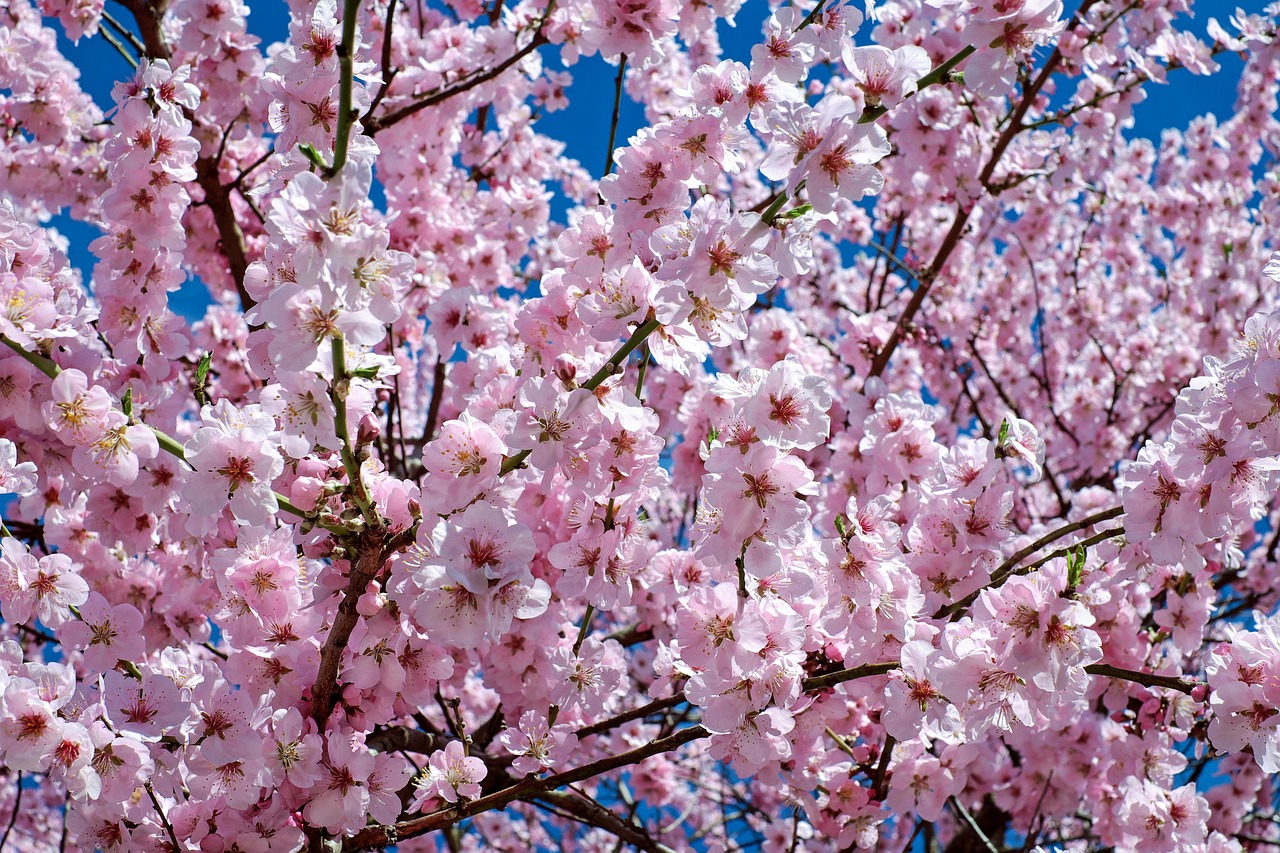 ### Cherry Blossoms Off the Beaten Path: Experience Spring in Korea Like a Local